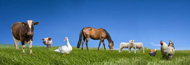 Futterkohle für Pferde, Rinder, Schweine, Ziegen, Schafe, uvm.